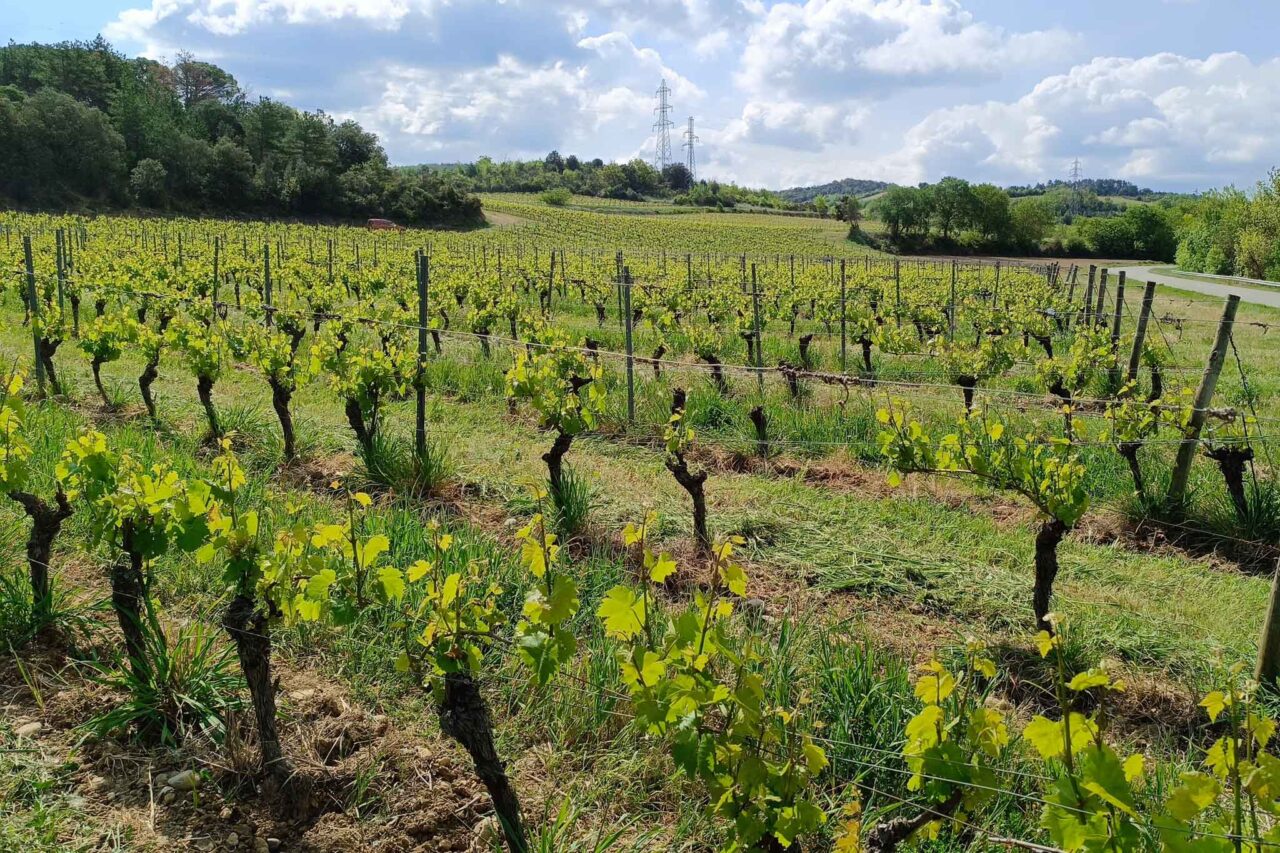 vigneti a Limoux