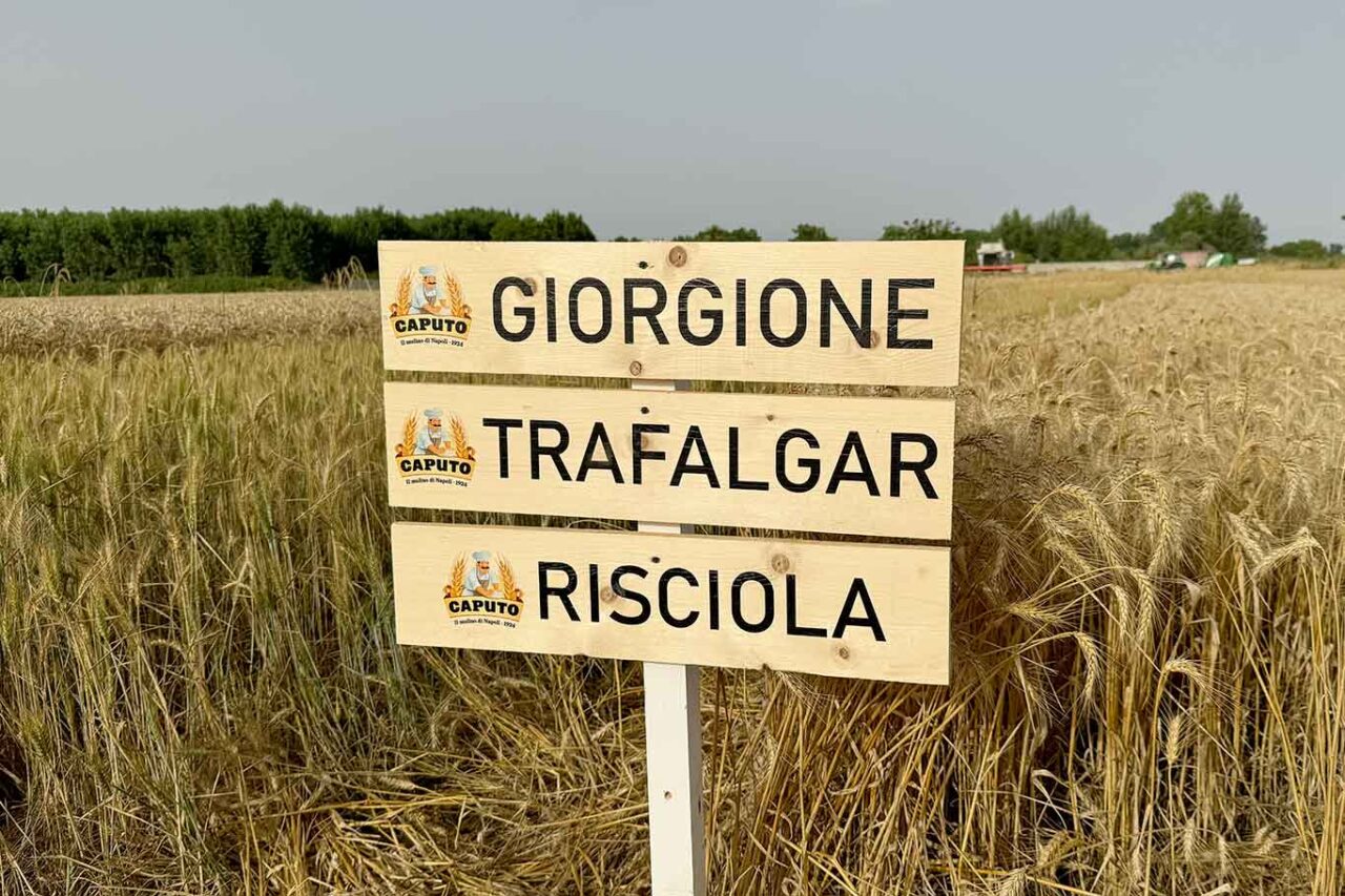 il grano resistente ai cambiamenti climatici: la semina tardiva